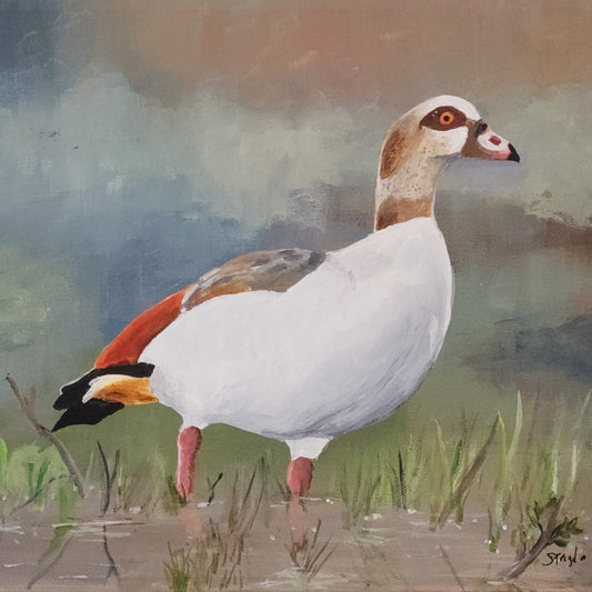 Egyptian Goose